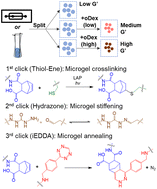 Graphical abstract: Triple click chemistry for crosslinking, stiffening, and annealing of gelatin-based microgels