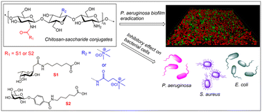 Graphical abstract: Chitosan–saccharide conjugates for eradication of Pseudomonas aeruginosa biofilms