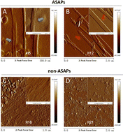 Graphical abstract: The morphology and structural features of self-aggregating hexapeptides with antibiofilm formation activity