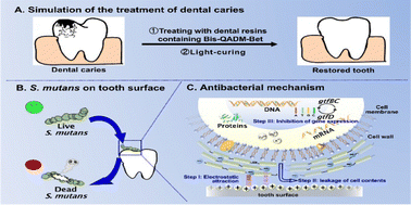 Graphical abstract: Bis-quaternary ammonium betulin-based dimethacrylate: synthesis, characterization, and application in dental restorative resins