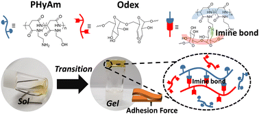 Graphical abstract: Preparation of polyaspartamide-based adhesive hydrogels via Schiff base reaction with aldehyde-functionalized dextran