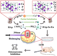 Graphical abstract: A report on Se/Eu-doped hydroxyapatite: crystal structure analysis, biological property assessment, and applications in osteosarcoma inhibition and bioimaging