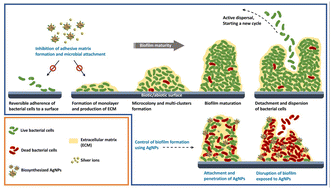 Graphical abstract: Bioinspired green-synthesized silver nanoparticles: in vitro physicochemical, antibacterial, biofilm inhibitory, genotoxicity, antidiabetic, antioxidant, and anticoagulant performance
