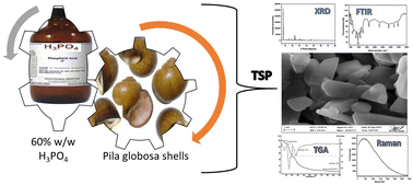 Graphical abstract: Synthesis and characterization of nano-crystallite triple superphosphate from waste Pila globosa shells for sustainable industrial production