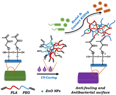 Graphical abstract: Zinc oxide nanoparticles embedded photo-crosslinkable PLA-block-PEG toward effective antibacterial coatings