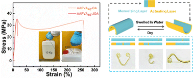 Graphical abstract: Strong and tough octyl enamine-grafted polyvinyl alcohol with programmable shape deformation via simple soaking treatment