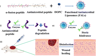 Graphical abstract: Nanoliposomes protecting antimicrobial peptides via membrane-fused incorporation to fight wound infection