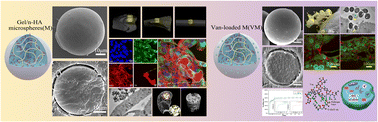 Graphical abstract: Injectable gelatin microspheres for osteomyelitis treatment: osteogenic and anti-inflammatory effect