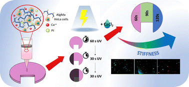 Graphical abstract: Development of a tissue construct with spatially controllable stiffness via a one-step 3D bioprinting and dual-crosslinking process