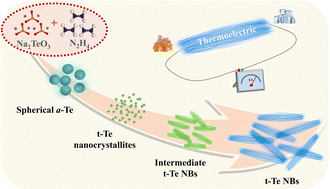Graphical abstract: A systematic study on synthesis parameters and thermoelectric properties of tellurium nanowire bundles