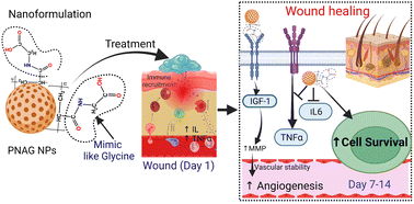 Graphical abstract: In vivo potential of polymeric N-acryloyl-glycine nanoparticles with anti-inflammatory activities for wound healing