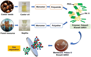 Graphical abstract: Synthesis and characterization of a high-performance bio-based Pebax membrane for gas separation applications