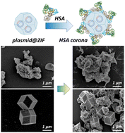 Graphical abstract: Impact of nucleic acid encapsulated MOF crystal phase on protein corona formation