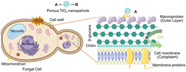 Graphical abstract: Multifaceted properties of TiO2 nanoparticles synthesized using Mangifera indica and Azadirachta indica plant extracts: antimicrobial, antioxidant, and non-linear optical activity investigation for sustainable agricultural applications