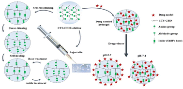 Graphical abstract: Stimuli-responsive chitosan-based injectable hydrogel for “on-demand” drug release