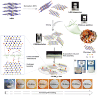 Graphical abstract: Boron nitride embedded in chitosan hydrogel as a hydrophobic, promising metal-free, sustainable antibacterial material