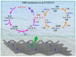 Graphical abstract: DFT investigation of the oxygen reduction reaction over nitrogen (N) doped graphdiyne as an electrocatalyst: the importance of pre-adsorbed OH* and the solvation effect