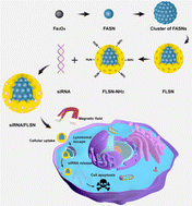 Graphical abstract: Development of magnetic nanoparticles with double silica shells of different porosities for efficient siRNA delivery to breast cancer cells