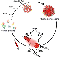 Graphical abstract: Plasmonic nanodendrites stabilized with autologous serum proteins for sustainable host specific photothermal tumor ablation