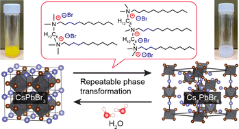 Graphical abstract: Phase transformation between CsPbBr3 and Cs4PbBr6 nanocrystals by a cationic oligomeric ligand and water, and their water resistance