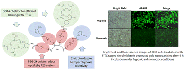 Graphical abstract: Re-engineered theranostic gold nanoparticles for targeting tumor hypoxia