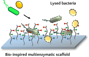 Graphical abstract: Simultaneous enzyme grafting on bio-inspired scaffolds for antibacterial protection