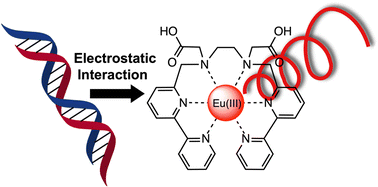 Graphical abstract: Induced chiroptical properties of helical Eu(iii) complex by electrostatic interaction with DNA