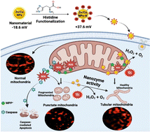 Graphical abstract: A histidine-functionalized ROS scavenging hybrid nanozyme for therapeutic application in Parkinson's disease pathogenesis