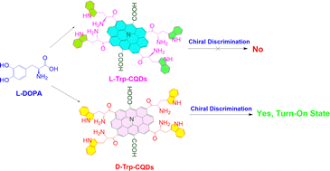 Graphical abstract: Chiral discrimination of l-DOPA vial/d-tryptophan decorated carbon quantum dots