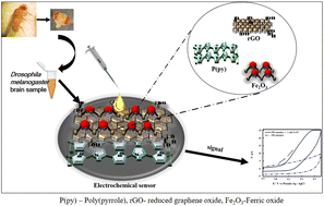 Graphical abstract: An iron(iii) oxide-anchored conductive polymer–graphene ternary nanocomposite decorated disposable paper electrode for non-enzymatic detection of serotonin