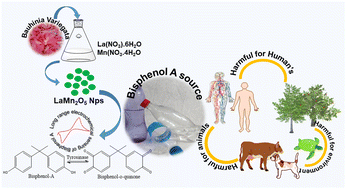 Graphical abstract: Structuring biogenic synthesis of rare phase LaMn2O5 using the Bauhinia variegata (Kachnar) flower extract for highly sensitive, long range electrochemical detection of bisphenol-A, an endocrine disruptor