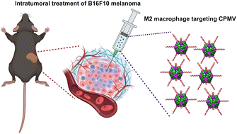 Graphical abstract: Melanoma immunotherapy enabled by M2 macrophage targeted immunomodulatory cowpea mosaic virus