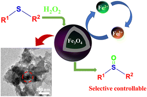Graphical abstract: A magnetic Fe@PANI catalyst for the selective oxidation of sulphide under mild and green conditions