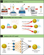 Graphical abstract: Controlled release of doxorubicin from gelatin-based nanoparticles: theoretical and experimental approach