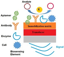 Graphical abstract: Borophene nanomaterials: synthesis and applications in biosensors