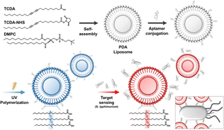 Graphical abstract: Rapid detection of Salmonella using an aptamer-functionalized PDA liposome sensor with naked-eye colorimetric sensing