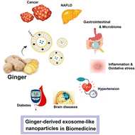 Graphical abstract: A comprehensive review on ginger-derived exosome-like nanoparticles as feasible therapeutic nano-agents against diseases