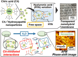 Graphical abstract: Preparation of hydroxyapatite nanoparticle-hyaluronic acid hybrid membranes through citric acid molecular mediation