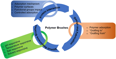 Graphical abstract: Mixed polymer brushes for controlled protein adsorption: state of the art and future prospective