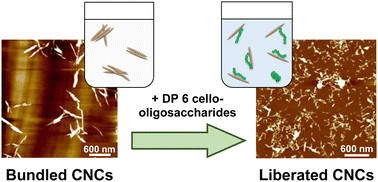 Graphical abstract: Dispersing uncharged cellulose nanocrystals through a precipitation surface modification route using oligosaccharides