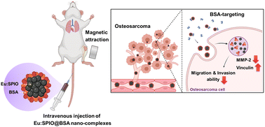 Graphical abstract: Europium-doped hybrid nano-complexes: a potential strategy for metastasis prevention in osteosarcoma