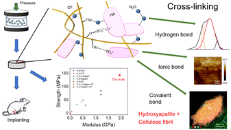 Graphical abstract: Intensified cross-linking dramatically improved the mechanical properties of hydroxyapatite and cellulose composites for repairing bone segmental defects