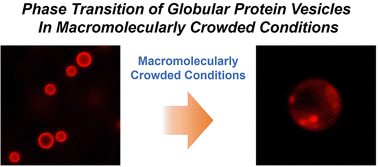 Graphical abstract: Phase transition of recombinant fusion protein assemblies in macromolecularly crowded conditions