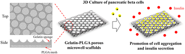 Graphical abstract: Porous microwell scaffolds for 3D culture of pancreatic beta cells to promote cell aggregation and insulin secretion