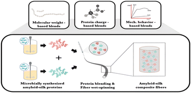 Graphical abstract: Blending recombinant amyloid silk proteins generates composite fibers with tunable mechanical properties