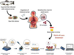 Graphical abstract: Functionalized graphene oxide–antibody conjugate-based electrochemical immunosensors to detect Opisthorchis viverrini antigen in urine