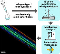 Graphical abstract: Programming fibril alignment and mechanical response in reconstituted collagen fibers using reagent-free biomimetic energetic electron crosslinking
