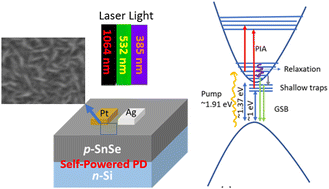 Graphical abstract: Detrapping of the carriers from shallow states in a highly responsive, fast, broadband (UV-vis-NIR), self-powered SnSe/Si photodetector with asymmetric metal electrodes