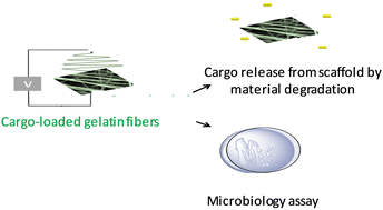 Graphical abstract: Antibiotic-loaded gelatin fibers fighting bacteria resistant to antibiotics: a case of spectinomycin-resistant Escherichia coli