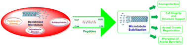 Graphical abstract: Microtubule stabilising peptides: new paradigm towards management of neuronal disorders